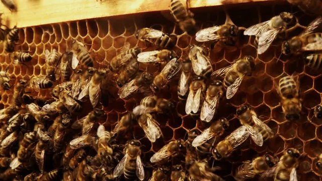 Bees Creep About Frame For Honeycombs Slowmotion Close up
