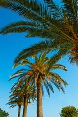 Palm tree on the beach near the sea