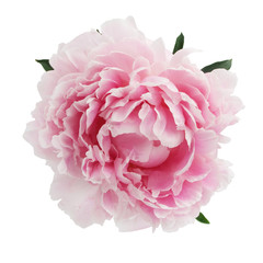 Pink peony isolated on white background © vetre