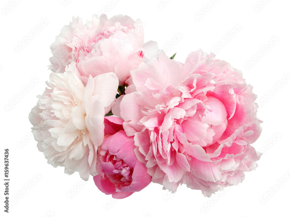 Wall mural pink peony flower isolated on white background - Wall murals