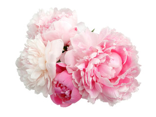 Obraz premium Różowa piwonia kwiat na białym tle