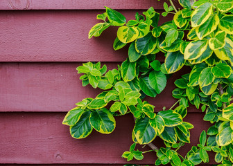 Evergreen euonymus climbing up a wall.