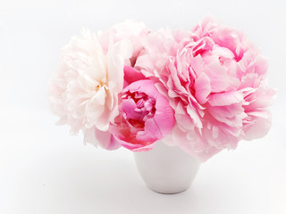 Beautiful pink Peonie flower on light background