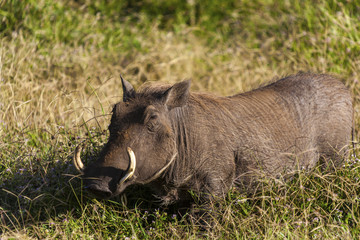 Obraz na płótnie Canvas Warthog, Phacochoerus aethiopicus, single mammal, Tanzania Africa, The common warthog is a wild member of the pig family found in grassland, savanna 