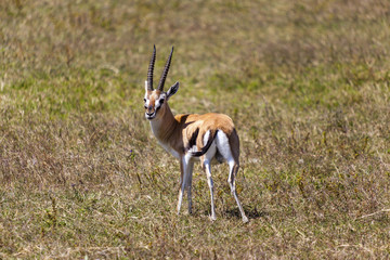 Male Impala antelope with big horns on the savannah Tanzania Africa 