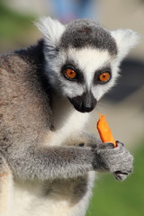 Lemur eats