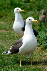 Black-backed gulls, Inchcolm Island, Scotland