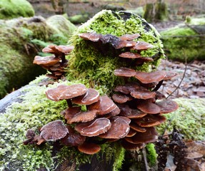 Autumn Fruiting Fungi