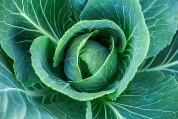 Fototapeta premium Cabbage, cabbage in the garden 