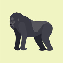 Obraz premium Gorila monkey rare animal vector cartoon macaque nature primate character wild zoo ape chimpanzee