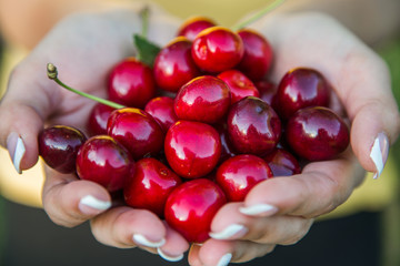 Cherry. Cherry in the hands of the girl. Eco food 