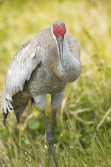 Sandhill crane at a swamp in Orlando Wetlands Park.