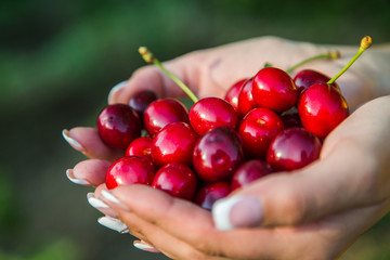 Cherry. Cherry in the hands of the girl. Eco food 