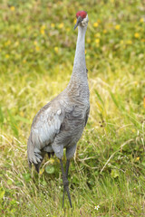 Fototapeta premium Sandhill crane at a swamp in Orlando Wetlands Park.