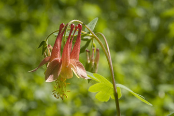 Columbine Flowering Plant in natural rocky landscape