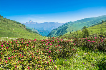 Monviso e Rododendri