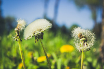 Landscape with daisies and dandelions by the river