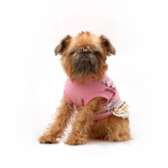 Brussels Griffon in a pink dress on a white background