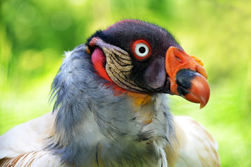 Portrait of a King Vulture ( Sarcoramphus papa )