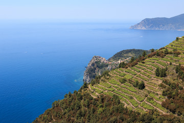 vigneti delle Cinque Terre. Sullo sfondo il borgo di Corniglia