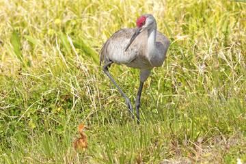 Sandhill crane with chicks at a swamp, Orlando Wetlands Park.
