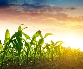 Fotobehang Green corn field in the sunset. © vencav