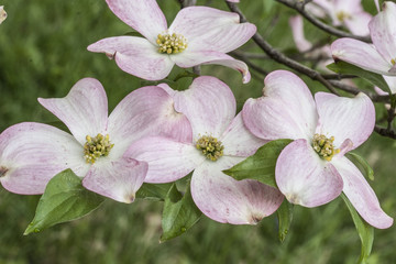 Fototapeta na wymiar Flowering Pink Dogwood Tree in blossom