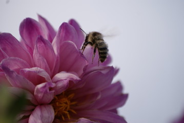 bee