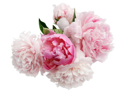 Fototapeta Beautiful pink Peonie flower on light background