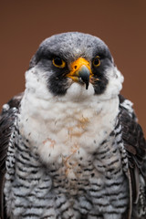 Eagle at World Bird Santuary