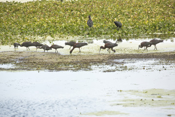 Flock of glossy ibises feeding at Orlando Wetlands Park, Florida.