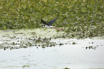 Black-necked stilt flying over water at Orlando Wetlands Park.