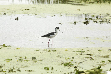 Black-necked stilt wading in water at Orlando Wetlands Park.