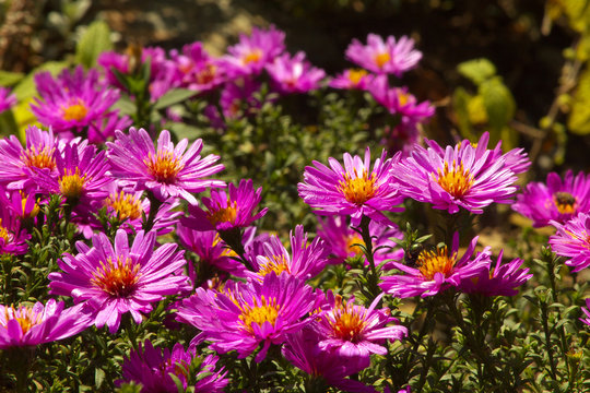Violin Blossoms of Aster