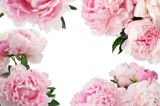 Pink peony flower on white background with copy space for greeting message.
