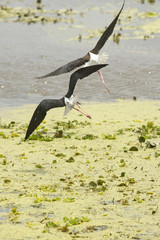 Pair of black-necked stilts flying at Orlando Wetlands Park.