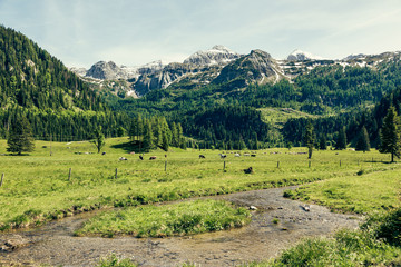 Fototapeta na wymiar Kühe auf der Weide in den Österreichischen Alpen