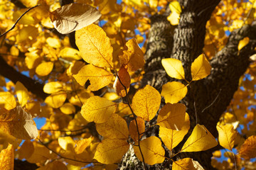 Beech leaves at autumnal time