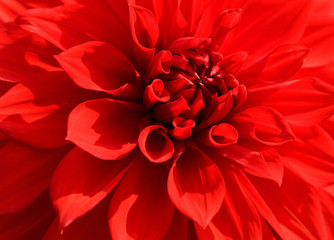 Close up of red dahlia petal for background.