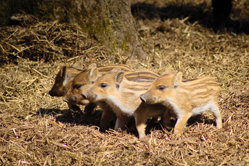 Four little cute Boars