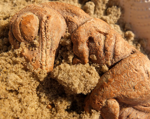 Dinosaur fossil baby