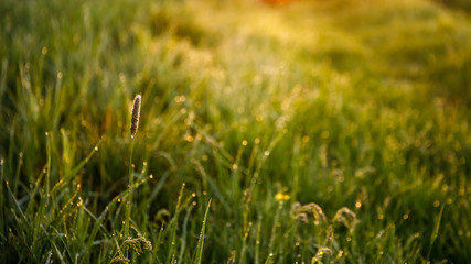 Meadow lit by Golden Sunrays