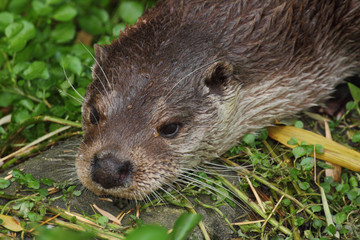 Otter (Lutra lutra)