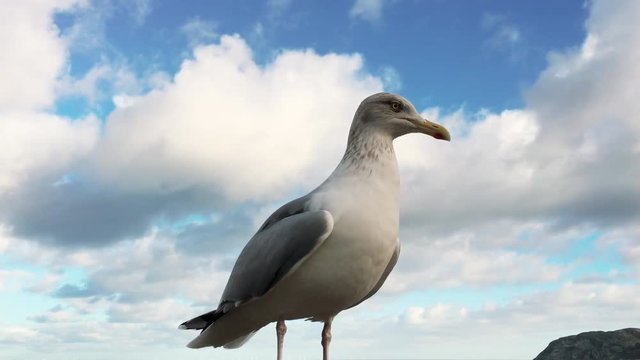 Seagull looking dominant with a low angle view as he looks out across the camera