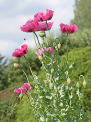 Mohnblumen, Schlafmohn, Papaver somniferum