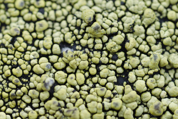 Lichens of green and black color on the stone,the granite.