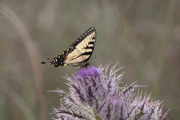 Eastern Tiger Swallowtail Butterfly with wildflower bloom on natural landscape