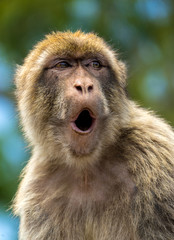 Gibraltar Monkey