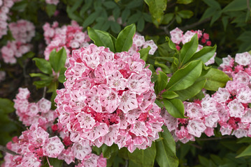 Kalmia latifolia