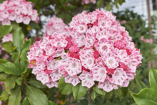 Kalmia Latifolia